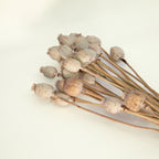 Trockenblumen Mohn 60cm naturfarben