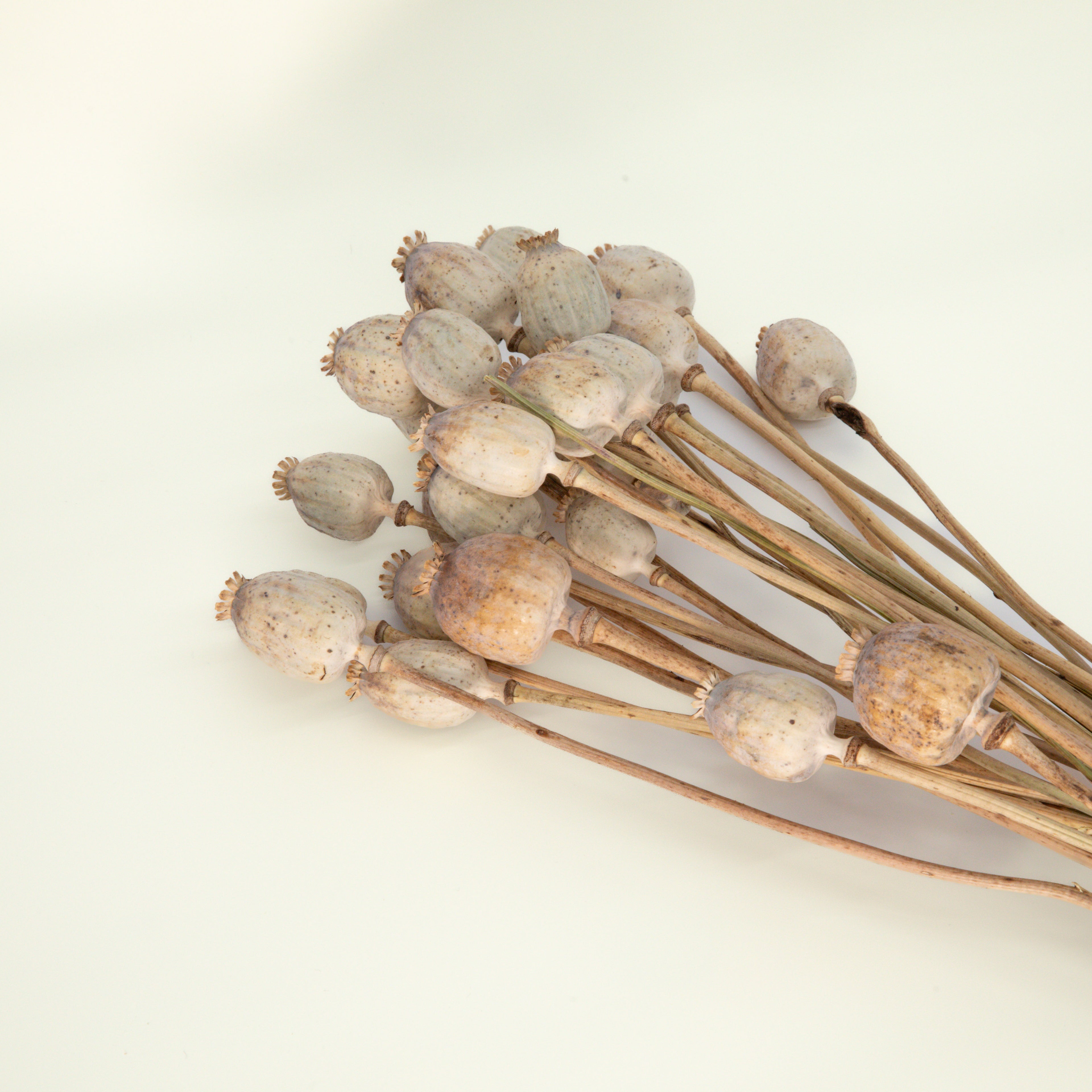 Trockenblumen Mohn mit Vase Vio