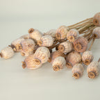 Trockenblumen Mohn 60cm naturfarben