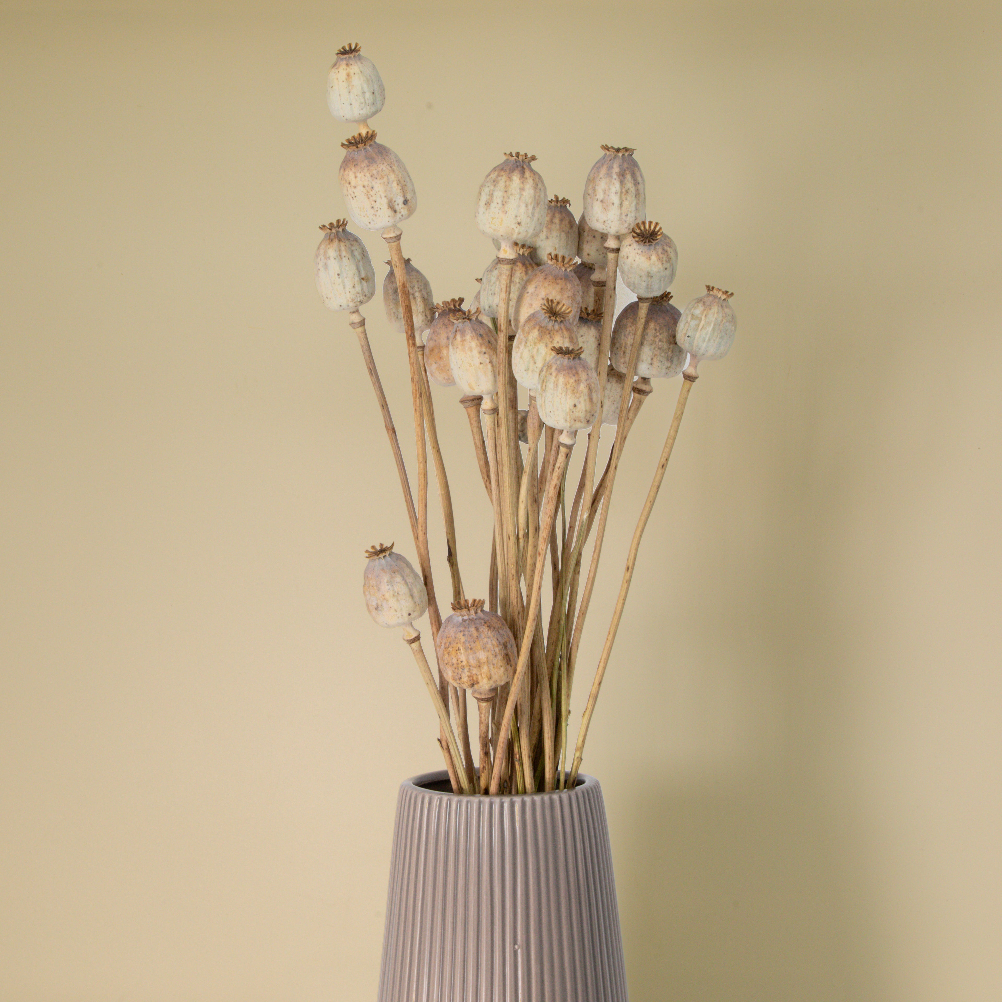 Trockenblumen Mohn mit Vase Vio